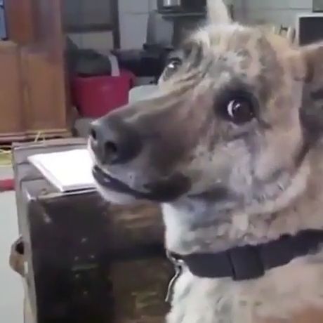 No You Kidding Me, LOL. Funny Dog Videos. Funny Pet Videos. Smart Dog.
