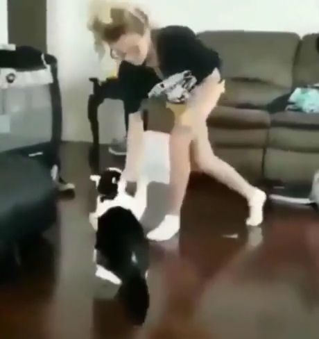 Best funny cat fight boxing, Funny Cat Videos, Funny Pet Videos, Fighting, Boxing, Funny