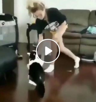 Best funny cat fight boxing