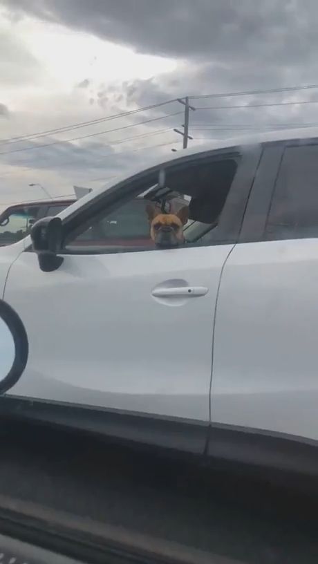 This Friendly Face Will Make You Forget The Unpleasant Traffic Jam. Funny Dog Gifs. Funny Pet Gifs. Car. Traffic Jam.