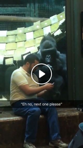Dude was showing the gorilla pictures of female gorillas and he for real is like next one please