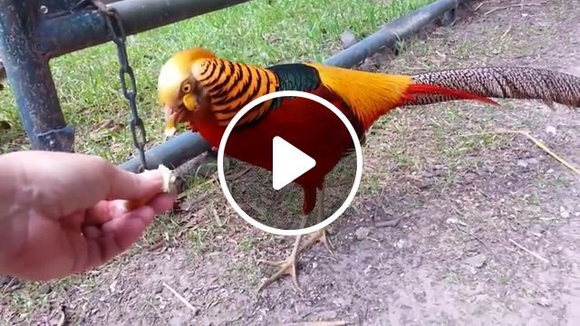 It's so beautiful, wat is this bird?, cute animal videos, bird, animal. #0