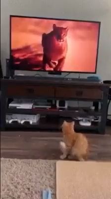 What Are Cats Scared Of. Funny Cats. Funny Cat Videos. Tv.