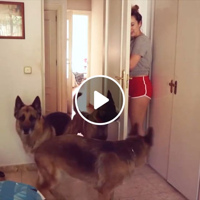 Dog Playing Hide And Seek - Video & GIFs | funny dog videos, funny pet videos, german shepherd