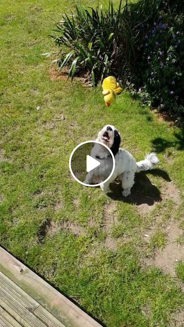 Skillful Feet - Video & GIFs | funny dog videos, funny pet videos, toy, feet