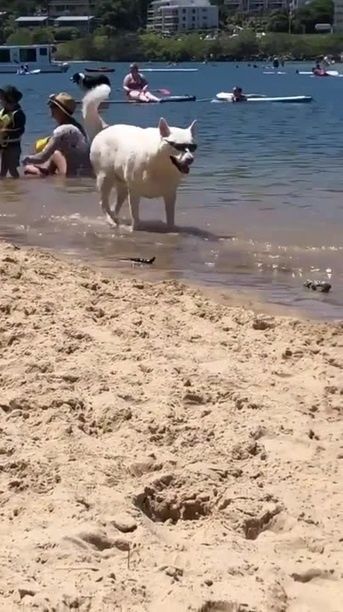Cool dog at the beach, Funny Dog Videos, Funny Pet Videos, Sungles, Beach
