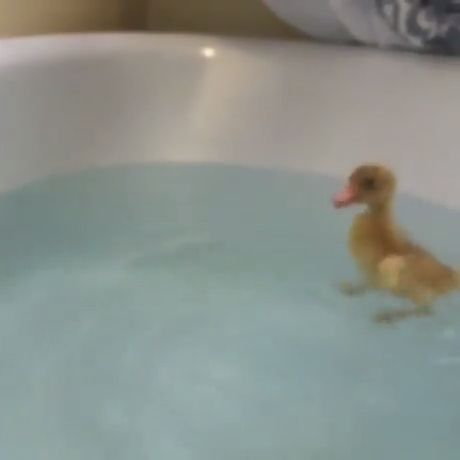 Ducky’s First Swim!. Duck. Cute Animals. Swim.