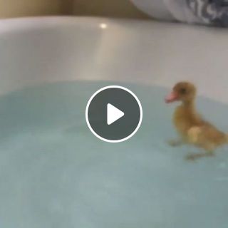 Ducky’s First Swim!