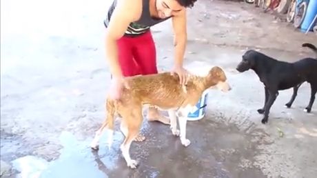 Why Do Dogs Go Crazy After a Bath - Video & GIFs | pointer dog breed,dog baths,funny dog videos,pet