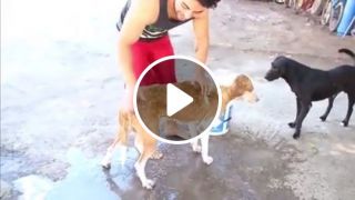 Why Do Dogs Go Crazy After a Bath