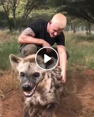 Pet Hyena