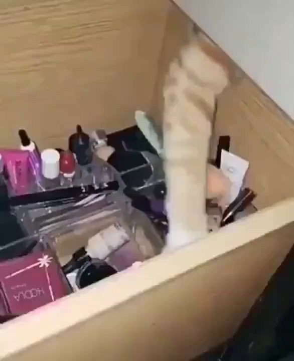 Cat Tries To Steal Make-Up