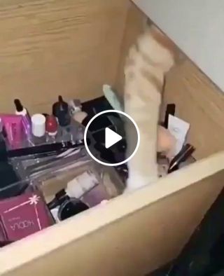 Cat Tries To Steal Make-Up