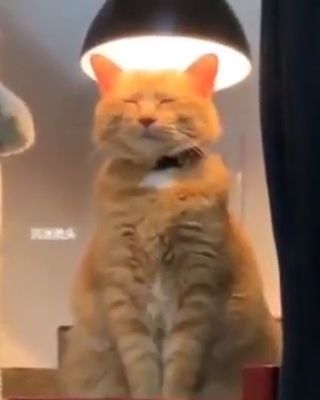 Khajiit Has Wares If You Have Coin Meme - Video & GIFs | funny cat videos,pet,funny memes videos