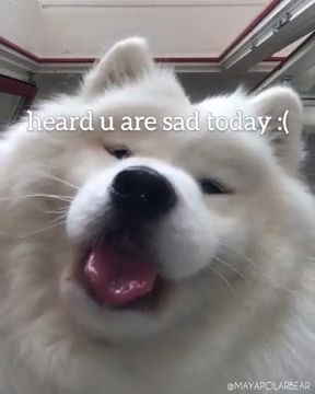 Thank you you made my day, american eskimo dog, cute dog videos, adorable.