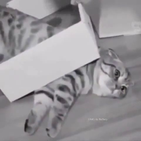 The moment you realize that you are too fat, ha ha, funny cat gifs, funny pet gifs, box, fat.
