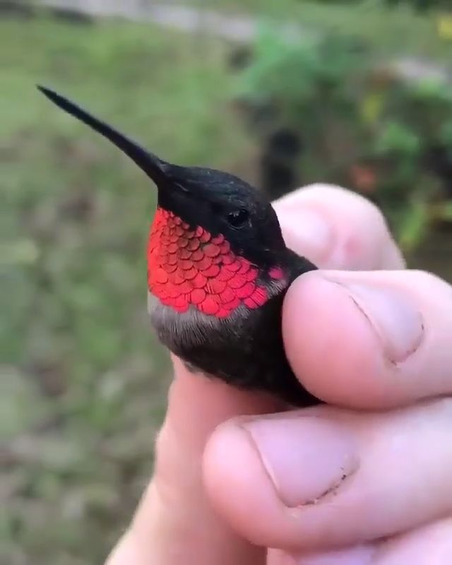 The Fascinating World Colorful Hummingbirds - Video & GIFs | cute baby animals,cute animal videos,cute bird,hummingbirds
