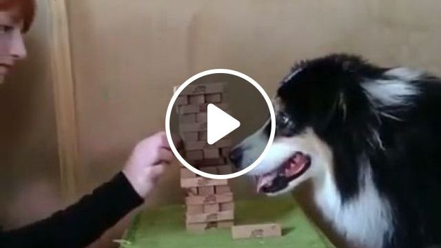 Dog Plays Jenga Like A Pro - Video & GIFs | funny dog videos, smart dog, jenga game, pet, border collie
