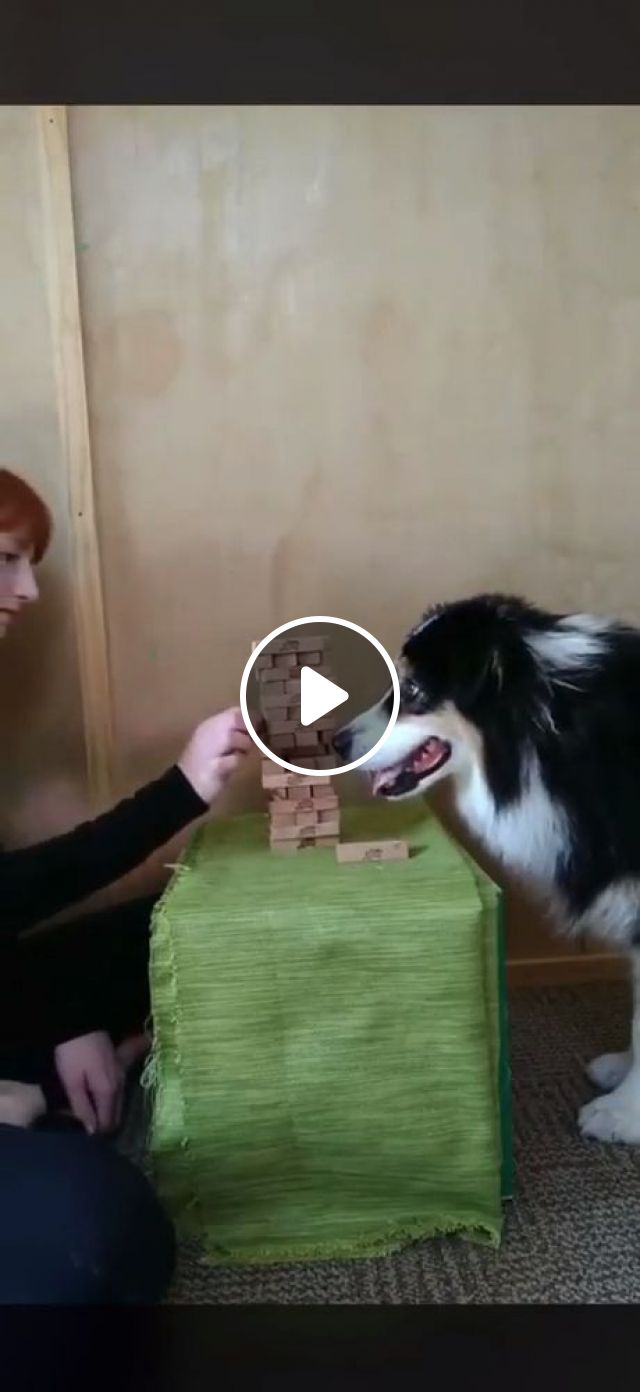 Dog Plays Jenga Like A Pro - Video & GIFs | funny dog videos, smart dog, jenga game, pet, border collie
