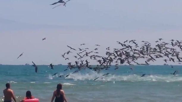 Impressive Moment - Seabirds Hunt Fish Near The Beach. Wild Animal. Beach. Sea. Fish. Seabird.