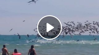 Impressive moment - Seabirds hunt fish near the beach