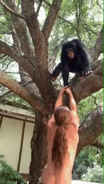 Let me help you, funny animal videos, tree, funny, monkey.