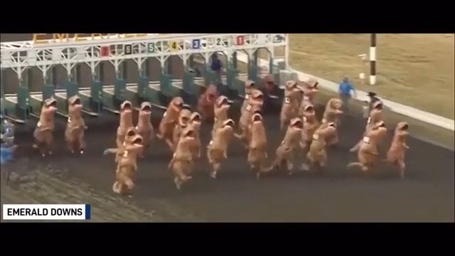 Petition to end horse racing for this., reddit, funny, petition to end horse racing for this.