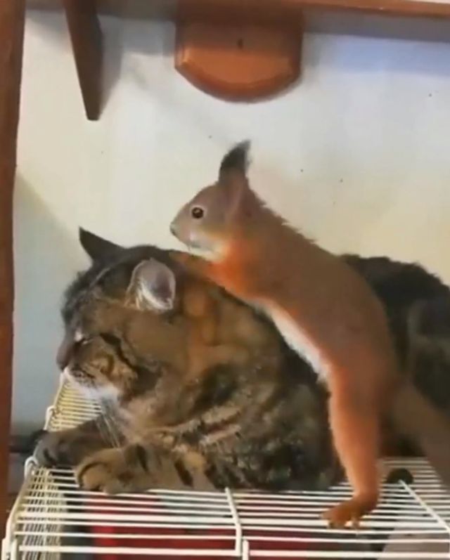Unusual animal friendships that are absolutely adorable, cute animals, funny squirrel, cute cat videos.