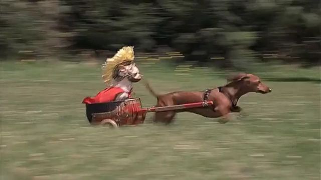 Funny dog gifs that will brighten your day, funny dog gifs, funny pet gifs, costume, horse.