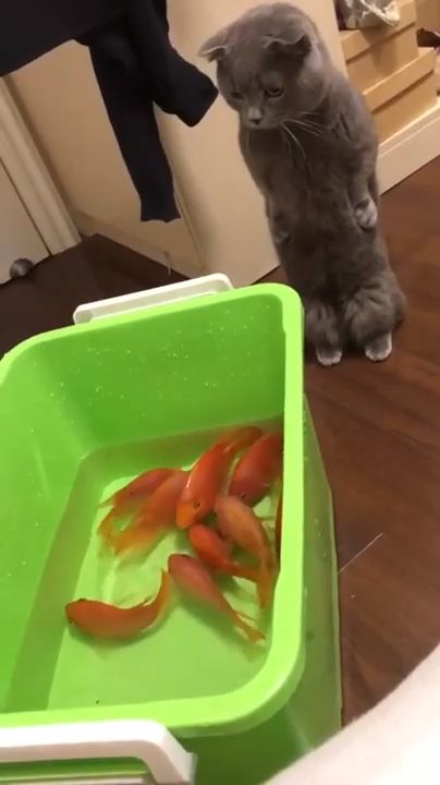 Cats And Fish Tanks. Cute Cat Videos. Cute Pet Videos. British Shorthair. Goldfish.