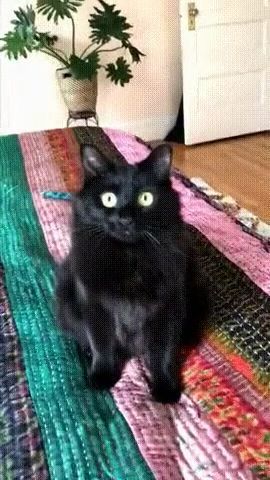 Warning: you will be hypnotized by this cat, funny cat gifs, funny pet gifs, eye.