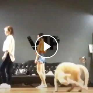 The cat dances with its tail