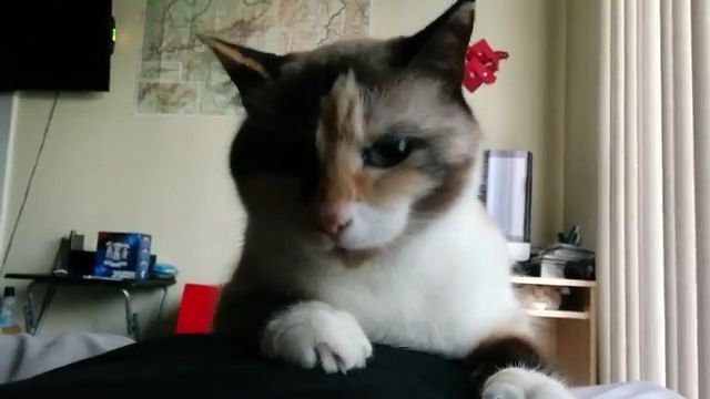 Feeling Of Cat When Seeing A Small Dog. Funny Cat Videos. Funny Pet Videos. Laugh. Small.