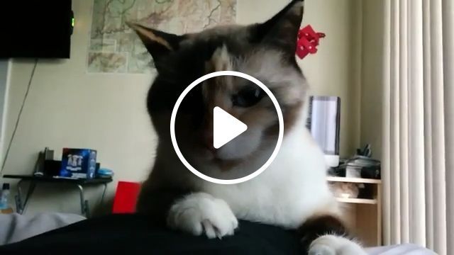 Feeling of cat when seeing a small dog, funny cat videos, funny pet videos, laugh, small. #0