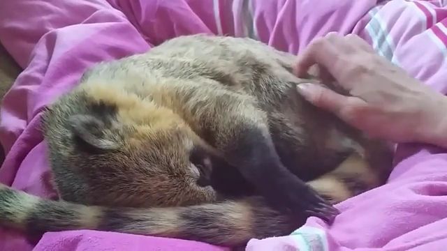 Adorable animal really enjoys scratching an itch, funny animal gifs, funny raccoon, animals itching.