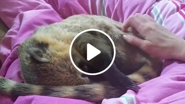 Adorable Animal Really Enjoys Scratching An Itch. Funny Animal Gifs. Funny Raccoon. Animals Itching. #0