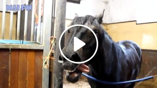 The Happiest Smile In The Animal World, Lol - Video & GIFs | horse, smile, animal