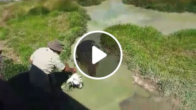 Surprise - Crocodile Camouflage In The Zoo - Video & GIFs | wild animal, in the zoo, crocodile, camouflage, eat, chicken, zoo staff