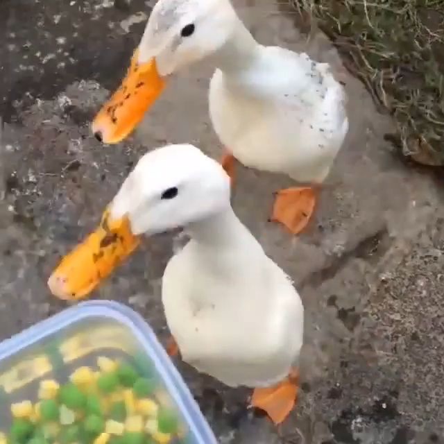 Two Ducks Eat Really Fast. Funny Animal Gifs. Funny Duck Gifs. Eating.