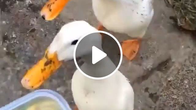 Two Ducks Eat Really Fast. Funny Animal Gifs. Funny Duck Gifs. Eating. #0