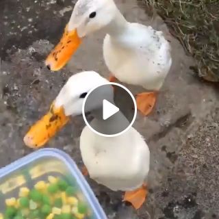 Two ducks eat really fast