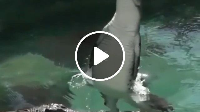 Crocodile Jumping Beyond Imagination - Video & GIFs | crocodile, wild, animal, jump