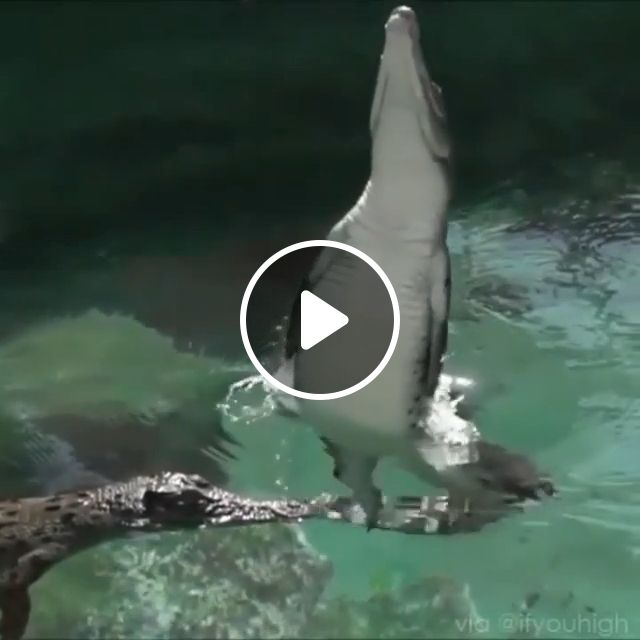 Crocodile Jumping Beyond Imagination - Video & GIFs | crocodile, wild, animal, jump