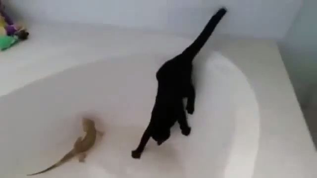 Shy cat, funny cat, funny pet, shy, run, bathtub, iguanas.