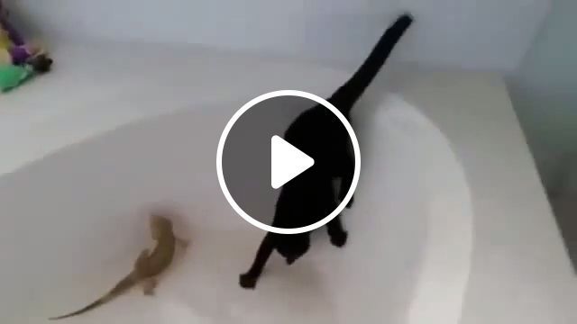 Shy Cat - Video & GIFs | funny cat, funny pet, shy, run, bathtub, iguanas