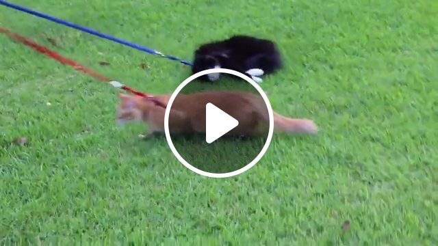 A Very Lazy Cat - Video & GIFs | cat, pet, lazy, walking