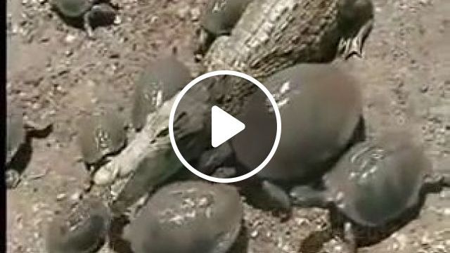 Can Turtles Make Friends With Crocodiles? - Video & GIFs | make friend, funny turtle, crocodile, funny animal