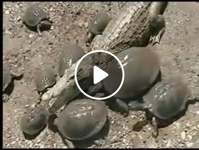 Can Turtles Make Friends With Crocodiles? - Video & GIFs | make friend, funny turtle, crocodile, funny animal