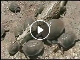 Can turtles make friends with crocodiles?