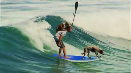 Surfing dogs, summer surfing, waves, funny pet, funny dog, surf board.